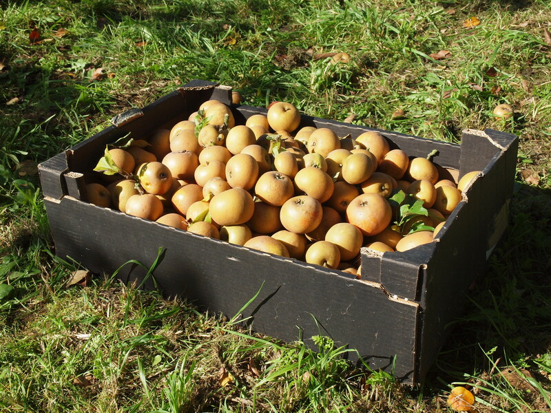 專家指出,英國傳統蘋果「Egremont russet」需要在冬天累積足夠的能量,但低溫的時間因為暖化而減少,面臨滅絕危機。(Photo by Julian Walker on Flickr under C.C. License)