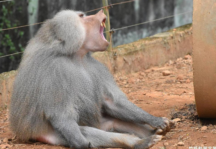 一隻野生動物,喪失生命,大家關懷,人之常情,但是要與台灣許多照顧殺人的案例相比,說理盲濫情也就有些道理。(網路截圖)