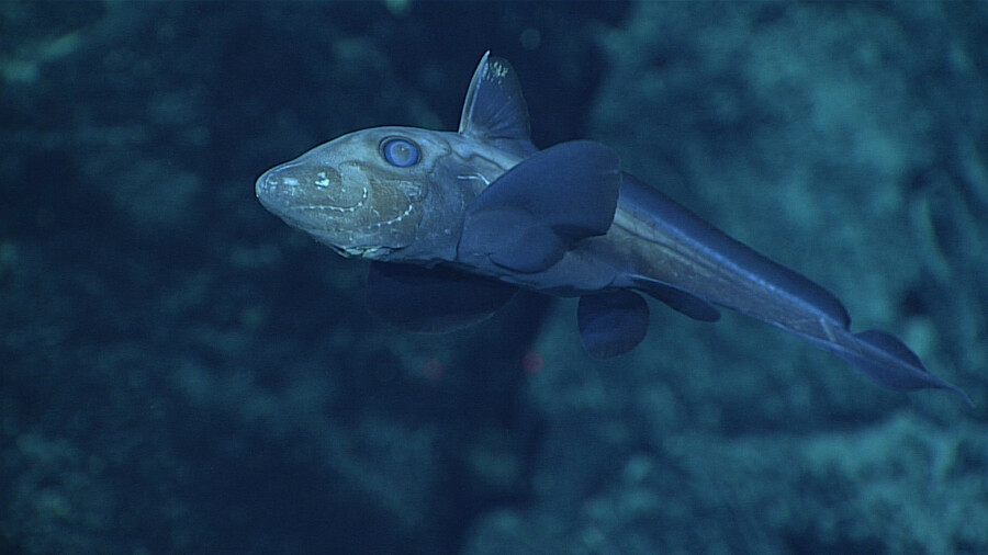 深海生物受到海水暖化影響,生存正受威脅。(Photo by NOAA Ocean Exploration on Flickr used under Creative Commons license)