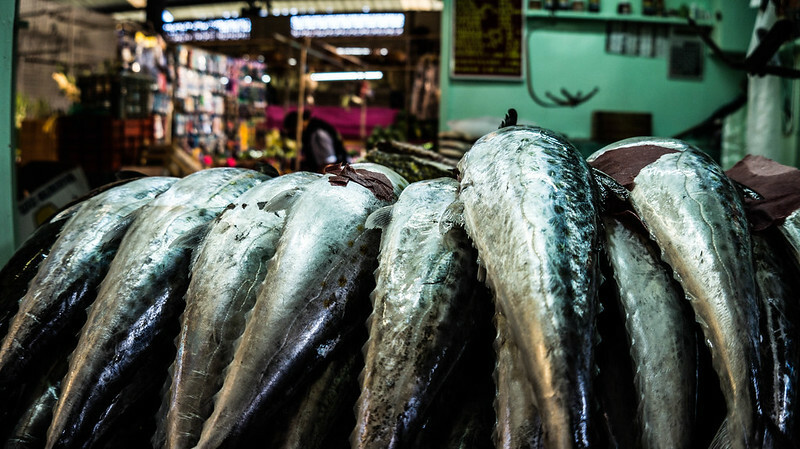 透過AI的協助,可幫助人類維持更永續的漁業發展。(Photo by Giulian Frisoni on Flickr used under Creative Commons license)