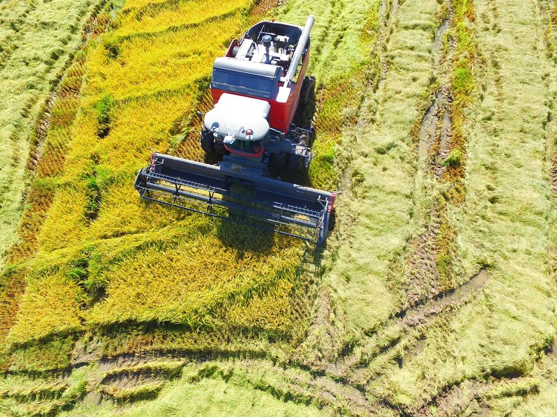 示意圖。中國政府盼能仰賴突變技術、基改作物等方式,培養出產量更高、更能適應環境變遷的作物。(Photo on Pixabay under C.C. License)