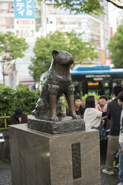八公為1923年出生的秋田犬,因為守候主人的忠誠故事,而為大眾所知,社會不僅為它建立雕像,影視作品也改編自八公的故事。(Photo by WikiCommons)