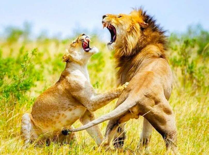動物領地是雄性尊嚴象徵,常常為了爭奪地盤大打出手。(網路截圖)