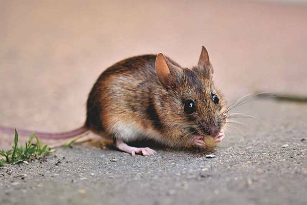 漢他病毒是個人畜共通的病毒性疾病,由齧齒類動物傳播病毒給人類。