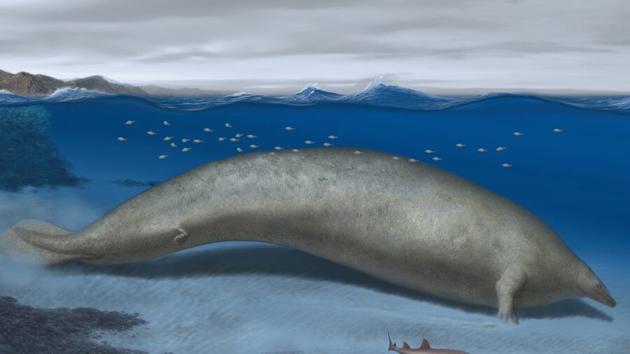 近期科學家發現已滅絕的遠古鯨魚「巨像祕魯鯨」(Perucetus Colossus),體重有望超越藍鯨,成為有史以來最重的生物。(Photo by Alberto Gennari))