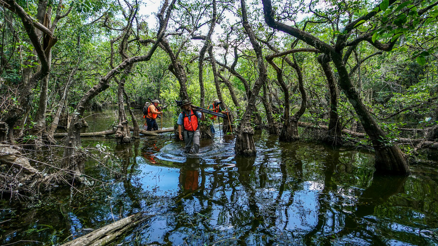 紅樹林保護海岸線,而且會吸收二氧化碳。(Photo by Big Cypress National Preserve on Flickr used under Creative Commons license)