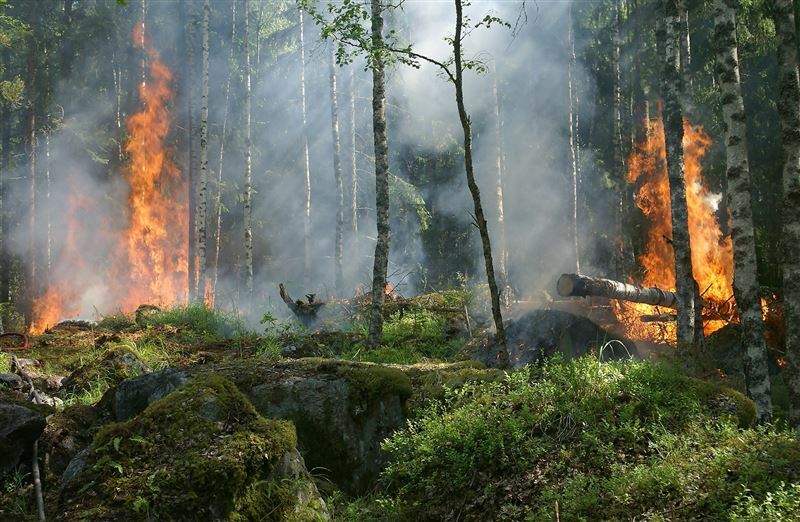 南智利森林大火造成至少112人死亡、數百人失蹤。(Photo by Pixabay)。