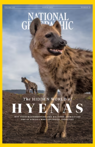 鬣狗邪惡又奸詐？ 已是非洲最成功物種（國家地理 National Geographic）