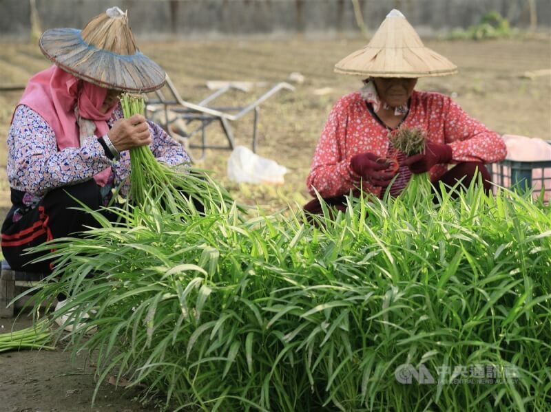 觀察歐洲推動農改的同時,許多專家也對台灣農改提出許多意見,包括立體農場、改種高價值蔬菜、減少稻米生產等。(中央社)