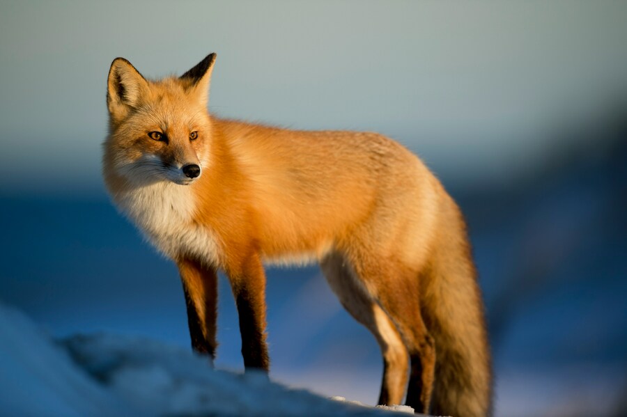 專家認為,狐狸與人類狩獵者關係是一種情感上的陪伴。(Photo by Ray Hennessy on Unsplash under C.C License)