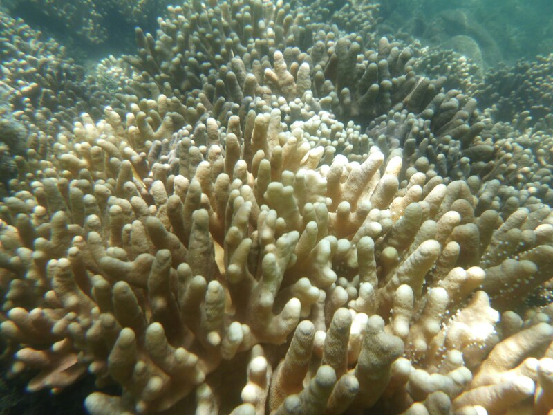 美國國家海洋暨大氣總署15日於聲明中指出,全球正經歷第四次大規模珊瑚白化。(Photo by Nico Smit on Unsplash under C.C License)