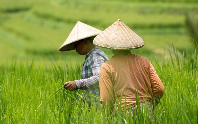 印尼是世界第三大產米國,但仍仰賴外國進口稻米。(Photo by Tomasz Baranowski on Flickr used under Creative Commons license)