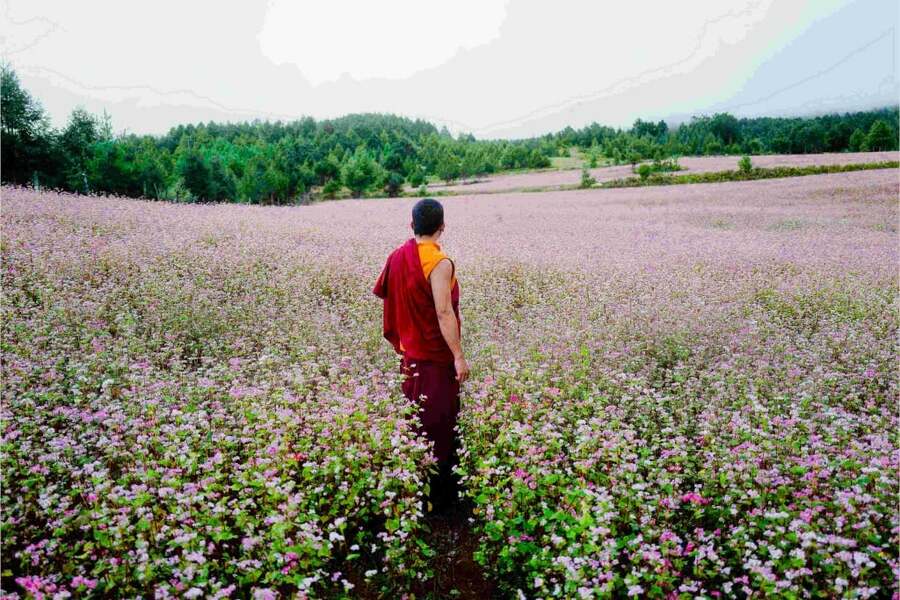 《不丹沒有槍》蕎麥花40年首綻入鏡。(海鵬影業提供)