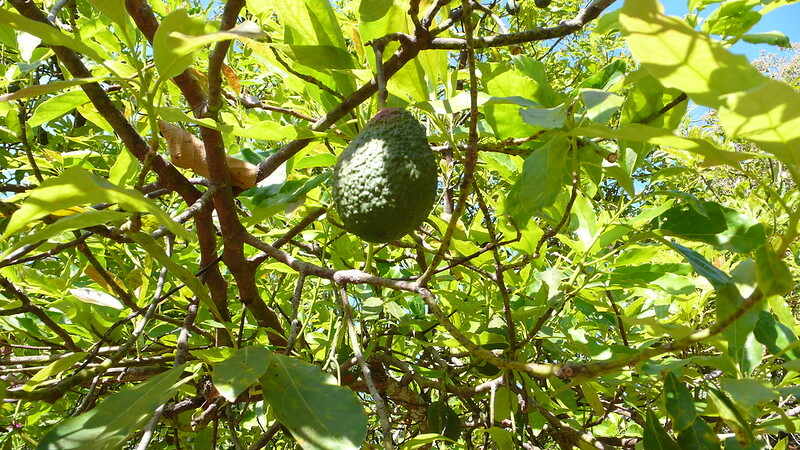 種植酪梨需要消耗大量的水。(Photo by katie hargrave on Flickr used under Creative Commons license)