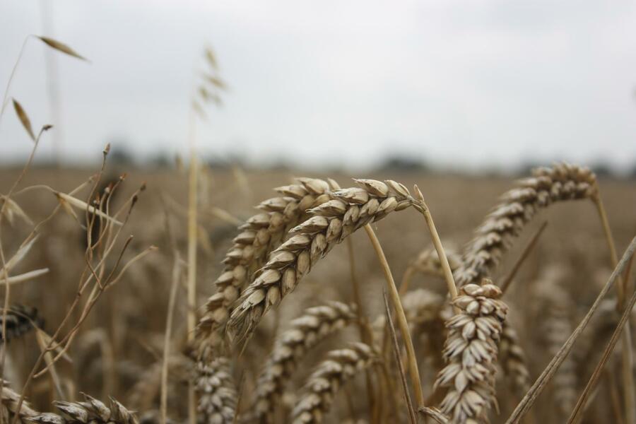 過去數十年來,農民都仰賴化學物質來去除雜草。(Photo by Danny Nicholson on Flickr under C.C. License)