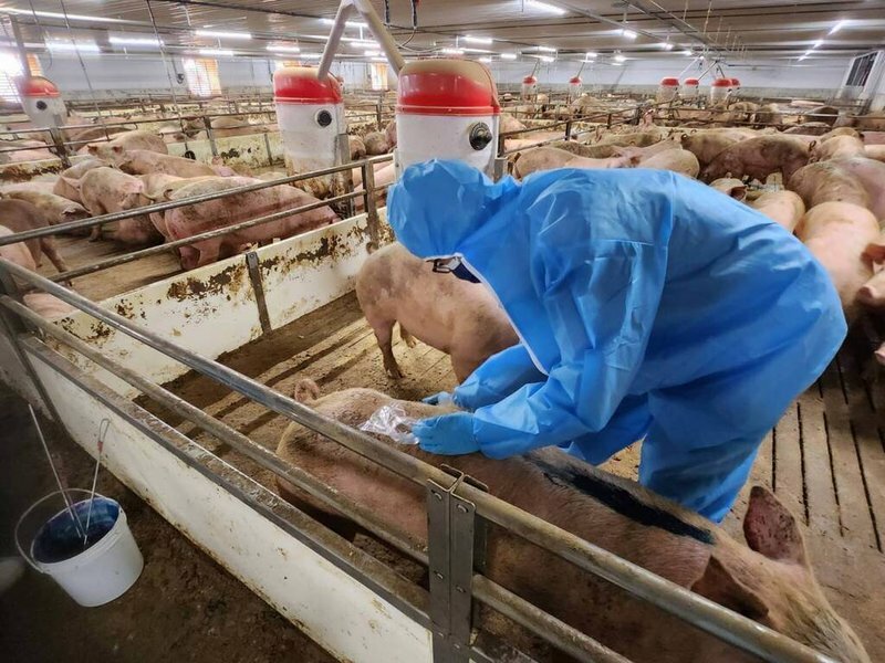 日本正有廠商用發酵法研發豬飼料,尋找食物回收再利用的最佳模式。(中央社示意圖)