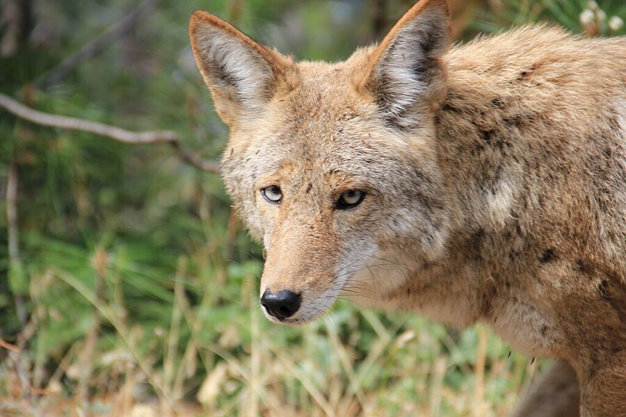 近來拍攝後院野生動物真實反應的影片在社群爆紅。圖為郊狼(Wikimedia Commons)