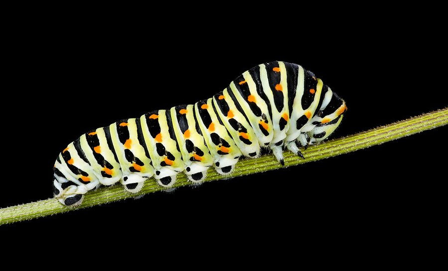 有毒生物對人類開發新藥有不小貢獻,科學家近來則關注有毒毛毛蟲的特殊毒液。(Wikimedia Commons)