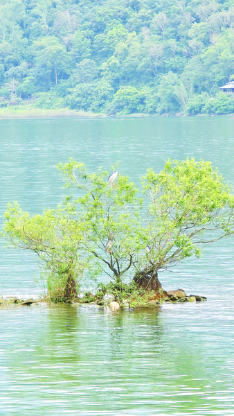 花蓮鯉魚潭面的姐妹樹。(張新舟提供)