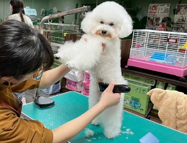 行政院消保處12日宣布「犬、貓美容服務定型化契約」,盼減少寵物美容消費糾紛。(中央社示意圖)