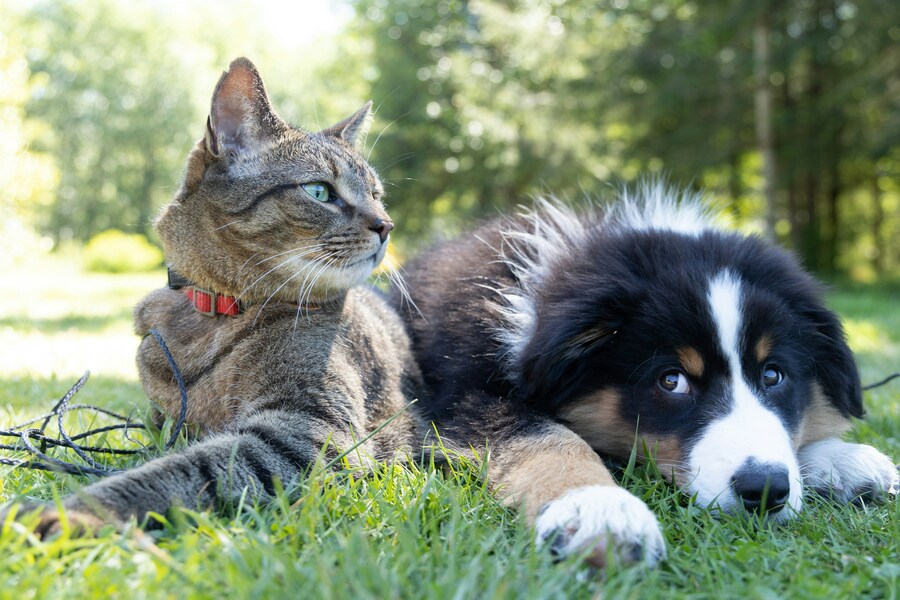 在飼養貓狗的社交互動中,可能為人們帶來更大認知刺激並增加大腦前額葉活動量,有助於減緩老化失智。(Photo by Andrew S on Unsplash under C.C License)