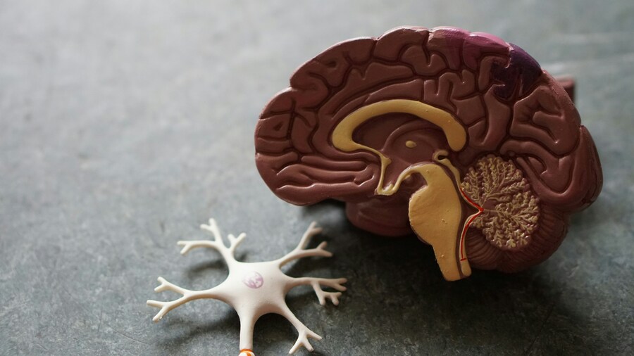 挪威腦科學研究指出,隨著年齡增長,男性大腦萎縮的速度往往比女性更快。(Photo by Robina Weermeijer on Unsplash under C.C License)